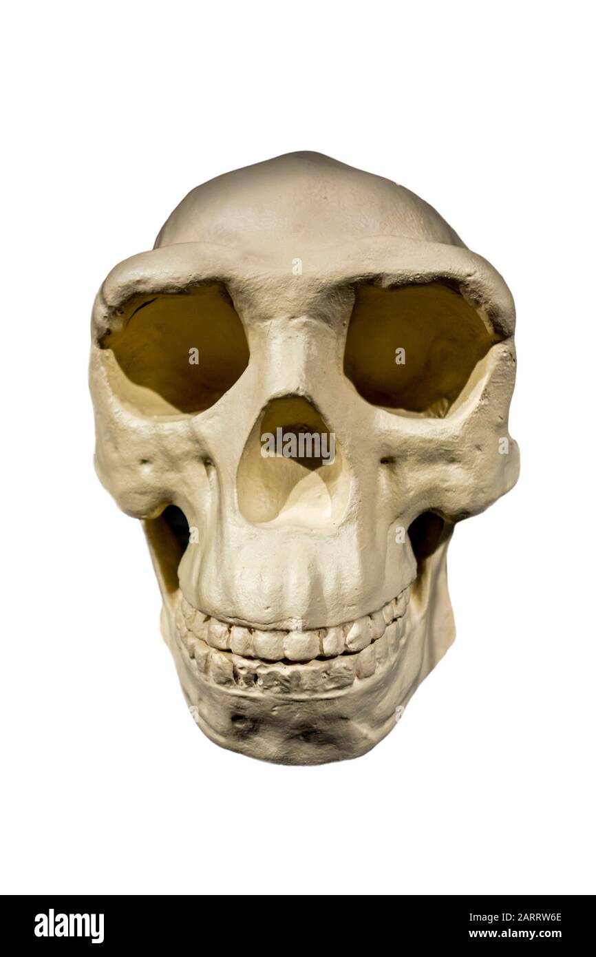 Nachbildung des Schädels von Peking Mensch/Homo erectus pekinensis vor weißem Hintergrund Stockfoto
