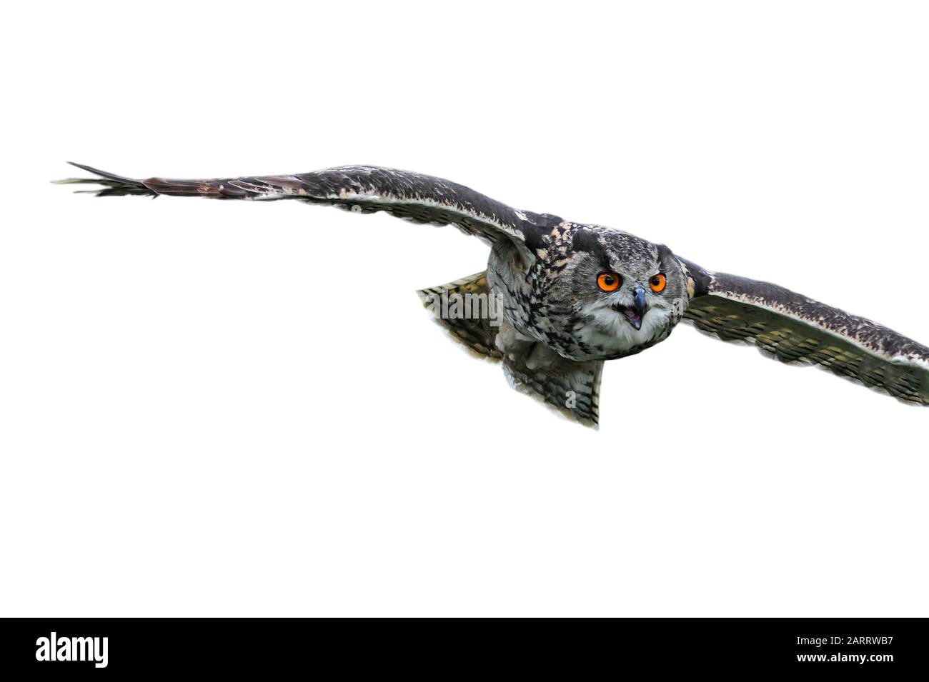 Nahaufnahme der eurasischen Adler-Eule/der europäischen Eule (Bubo bubo) im Flug vor weißem Hintergrund Stockfoto