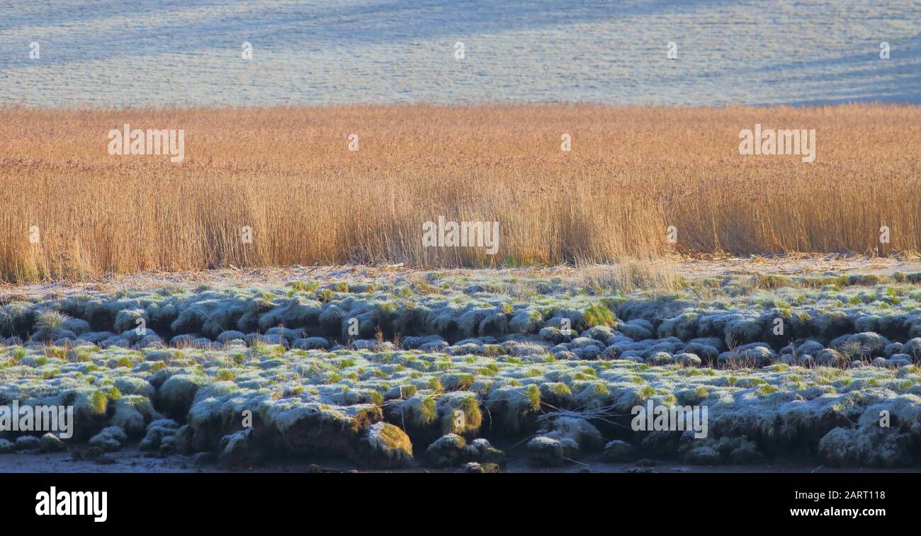 Marschland im Naturschutzgebiet Seaton Wetlands, das von Frost bedeckt ist Stockfoto