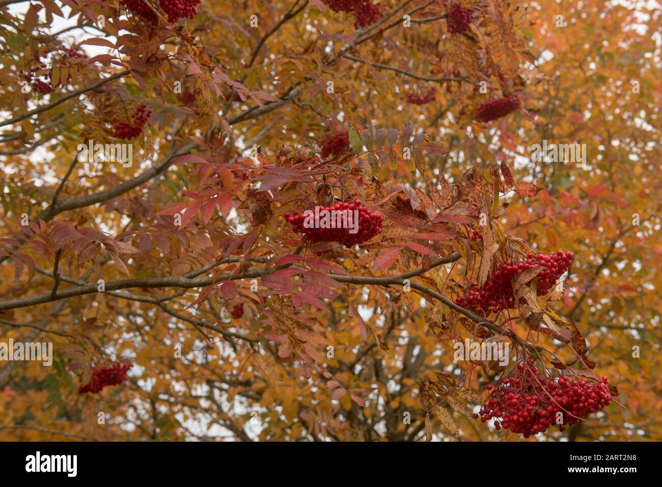 Herbstlaub und rote Beeren eines American Mountain Ash Tree (Sorbus Americana) in einem Woodland Garden Stockfoto