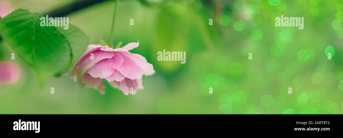 Geblümter Hintergrund im Frühling. Aufblühende Sakura-Nahaufnahme, selektiver Fokus. Abstrakte Frühlingskennatur für dekoratives Design. Sommerliche helle Kulisse Stockfoto