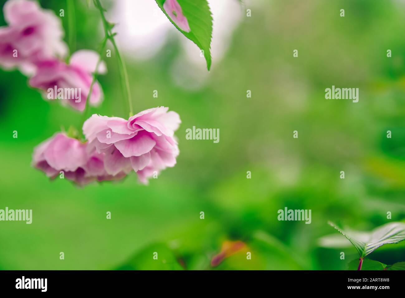 Geblümter Hintergrund im Frühling. Aufblühende Sakura-Nahaufnahme, selektiver Fokus. Abstrakte Frühlingskennatur für dekoratives Design. Sommerliche helle Kulisse Stockfoto