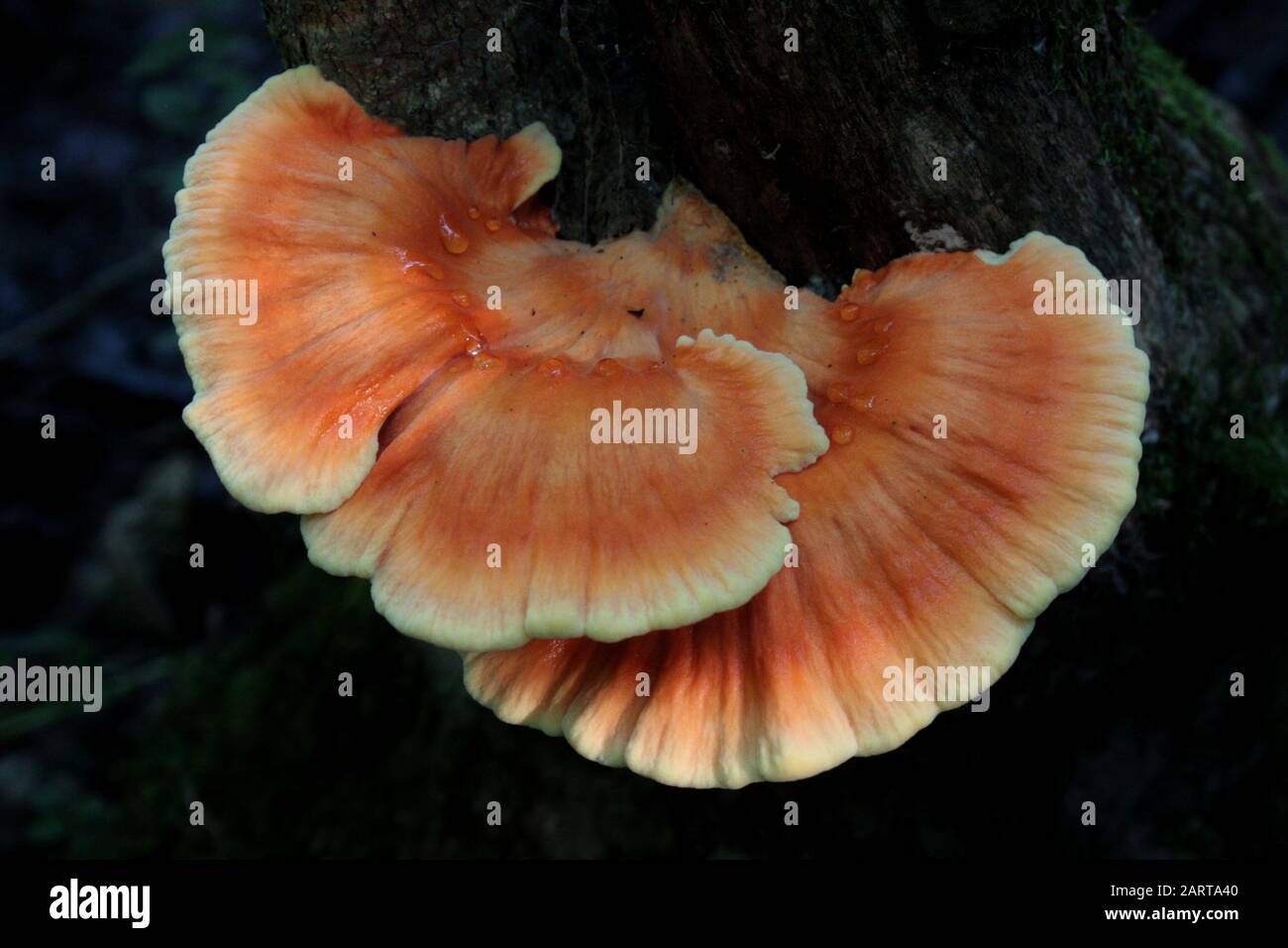 Polyporenpilz aus Orangefarbenem Schwefel mit Wassertropfen oben Stockfoto