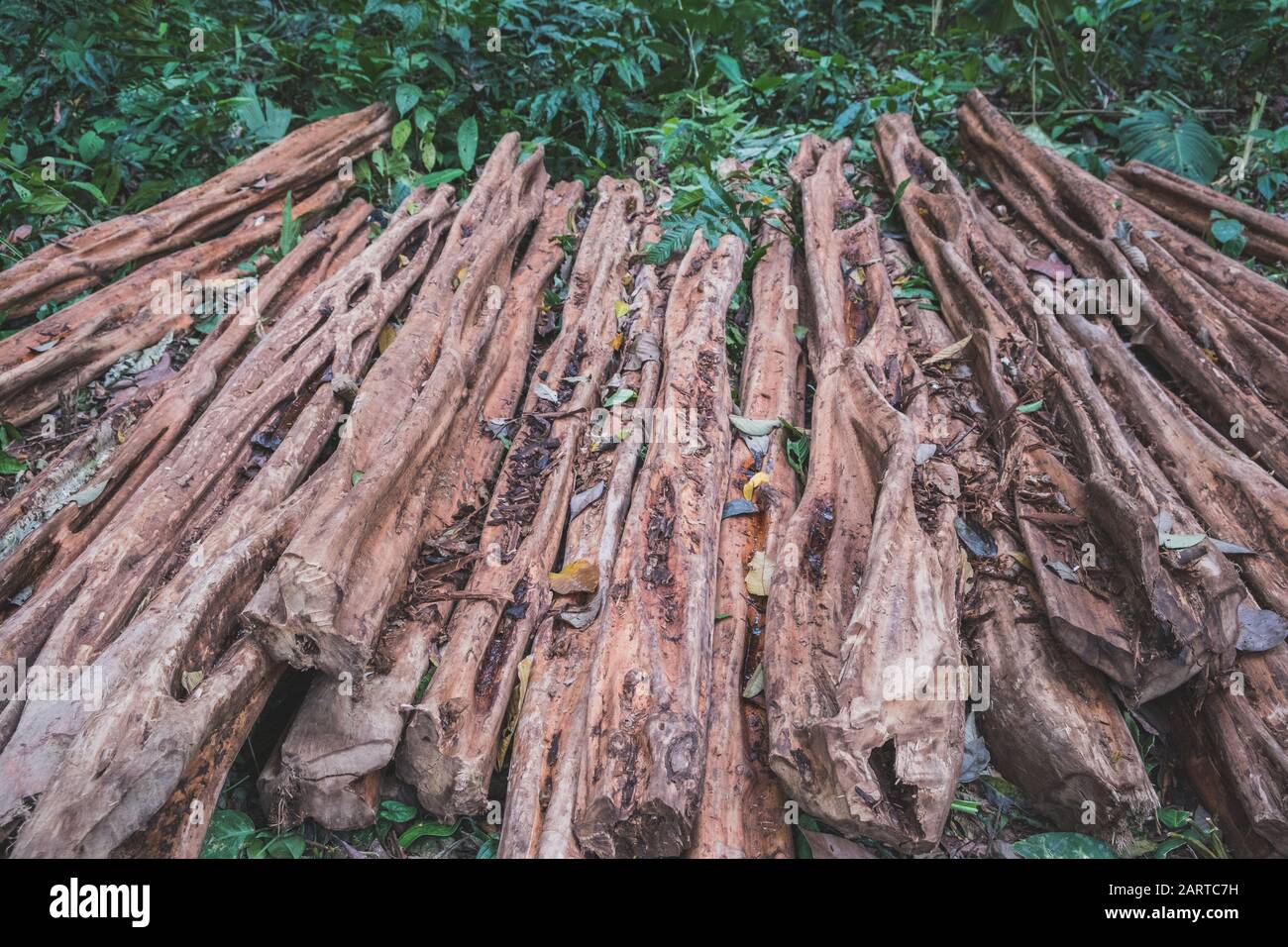 Baumstämme, Baumstämme von Tropenholz im Regenwald, Stockfoto