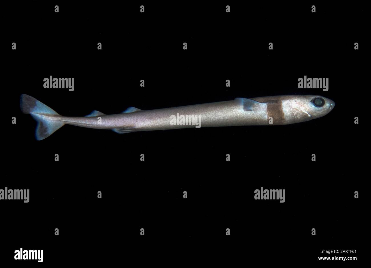 Cookiecutter-Hai, Isistius brasiliensis, wurde beim offshore-tauchgang in blackwater an der Kona-Küste, Big Island, Hawaii, USA, Pazifischer Ozean gefunden Stockfoto