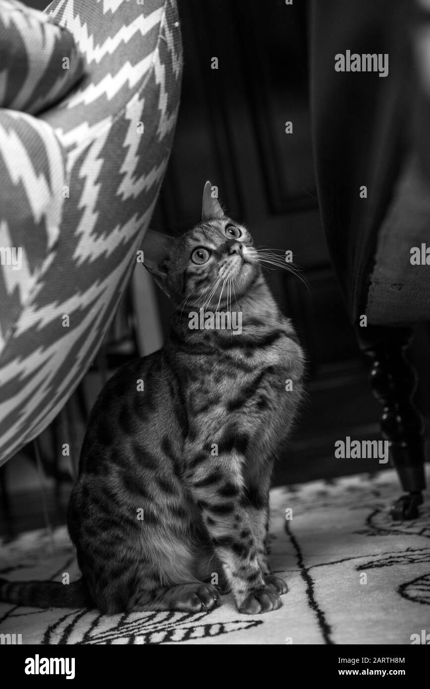 Bengal-Katze-Porträt Stockfoto
