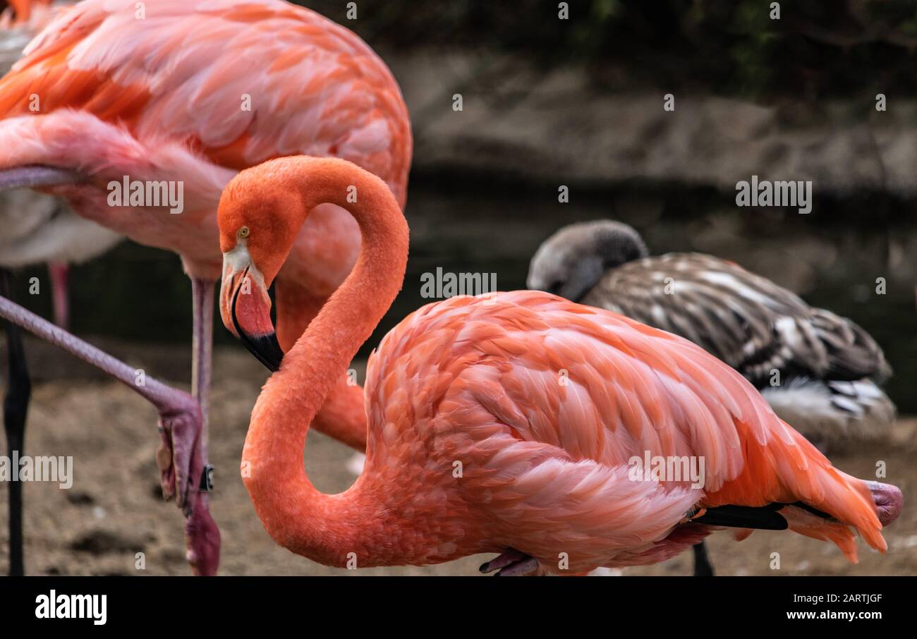 Kopf und Körper dicht an farbenfrohen, rosafarbenen Flamingo, verschwommener Hintergrund Stockfoto