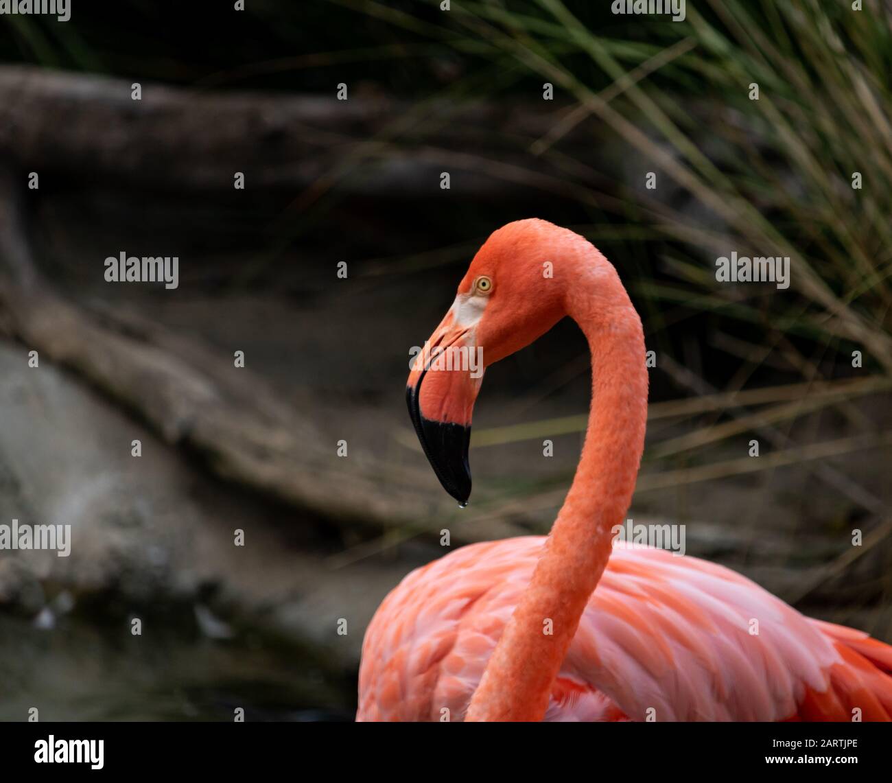 Kopf und Körper dicht an farbenfrohen, rosafarbenen Flamingo, verschwommener Hintergrund Stockfoto
