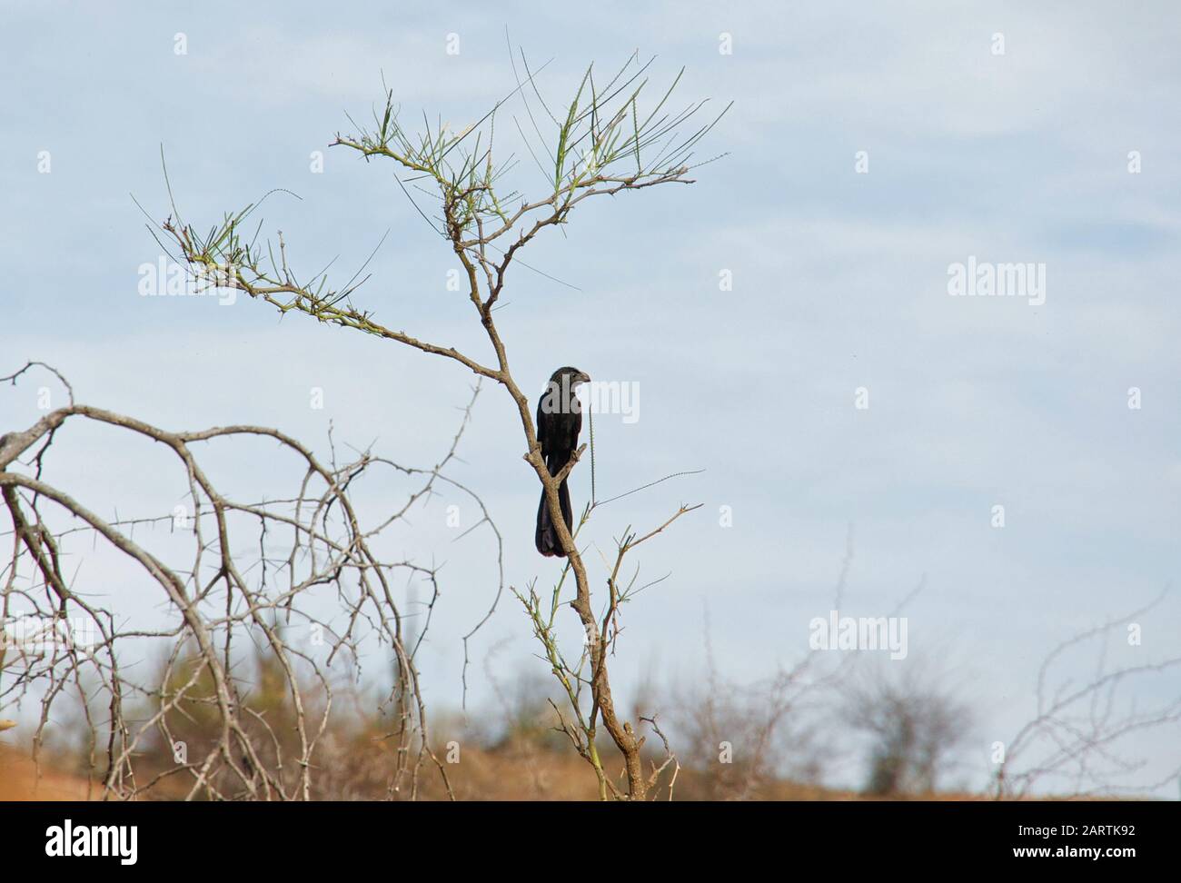 Ani vogel -Fotos und -Bildmaterial in hoher Auflösung – Alamy