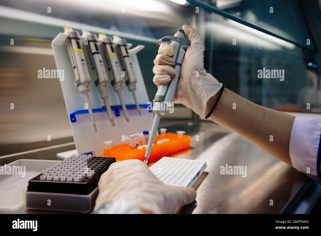 Wissenschaftler stellt Proben von DNA-Fragmenten für die Elektrophorese mit Pipette Stockfoto