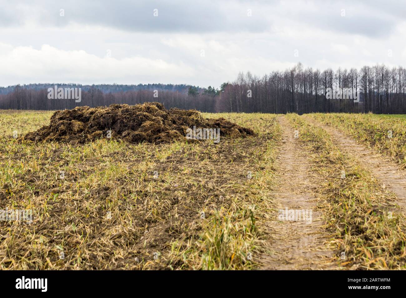 Frühfrühling. Mit Strohhalm gemischter Dung ist bereit, das Feld zu befruchten. Wald im Hintergrund. Milchfarm. Podlasie, Polen. Stockfoto