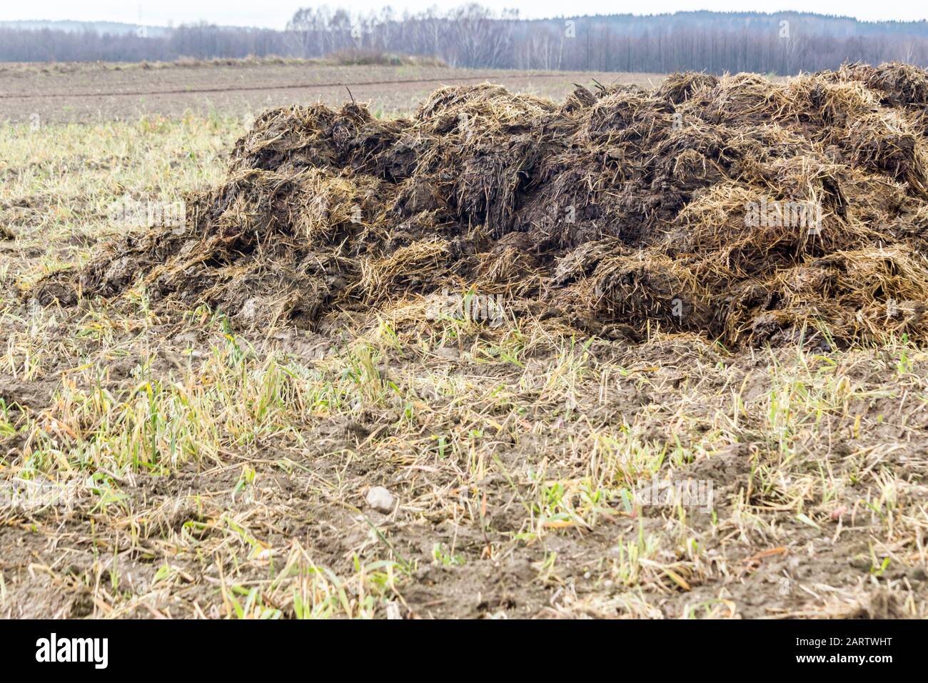 Frühfrühling. Mit Strohhalm gemischter Dung ist bereit, das Feld zu befruchten. Nahaufnahme. Wald im Hintergrund. Milchfarm. Podlasie, Polen. Stockfoto