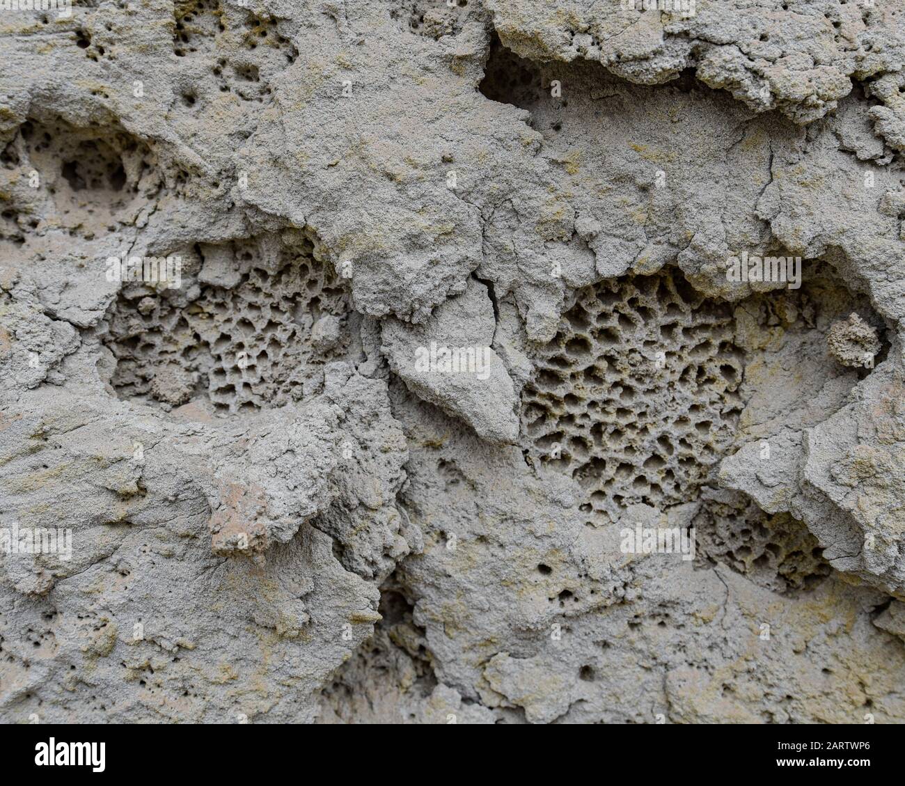 Versteinerte Korallen auf einer Felswand aus Sandstein in der Wüste von Nazca. Ica, Peru Stockfoto