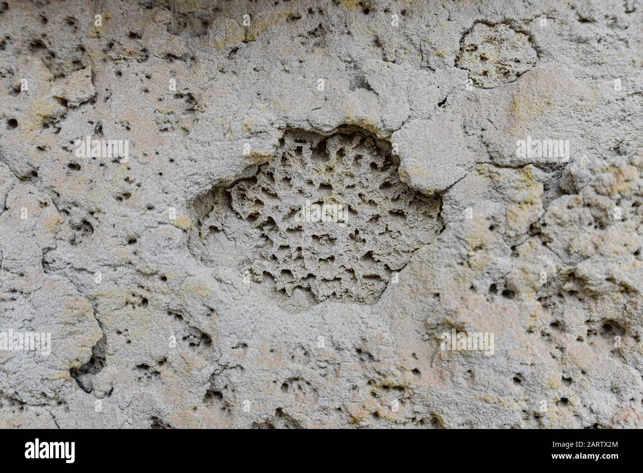 Versteinerte Korallen auf einer Felswand aus Sandstein in der Wüste von Nazca. Ica, Peru Stockfoto