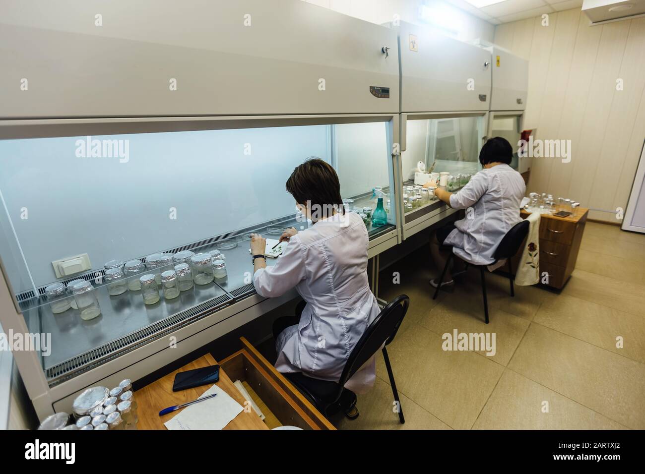 Wissenschaftler arbeiten in einer laminaren Schachtel. Vorbereitung von Mikropflanzen zum Klonen in vitro Stockfoto