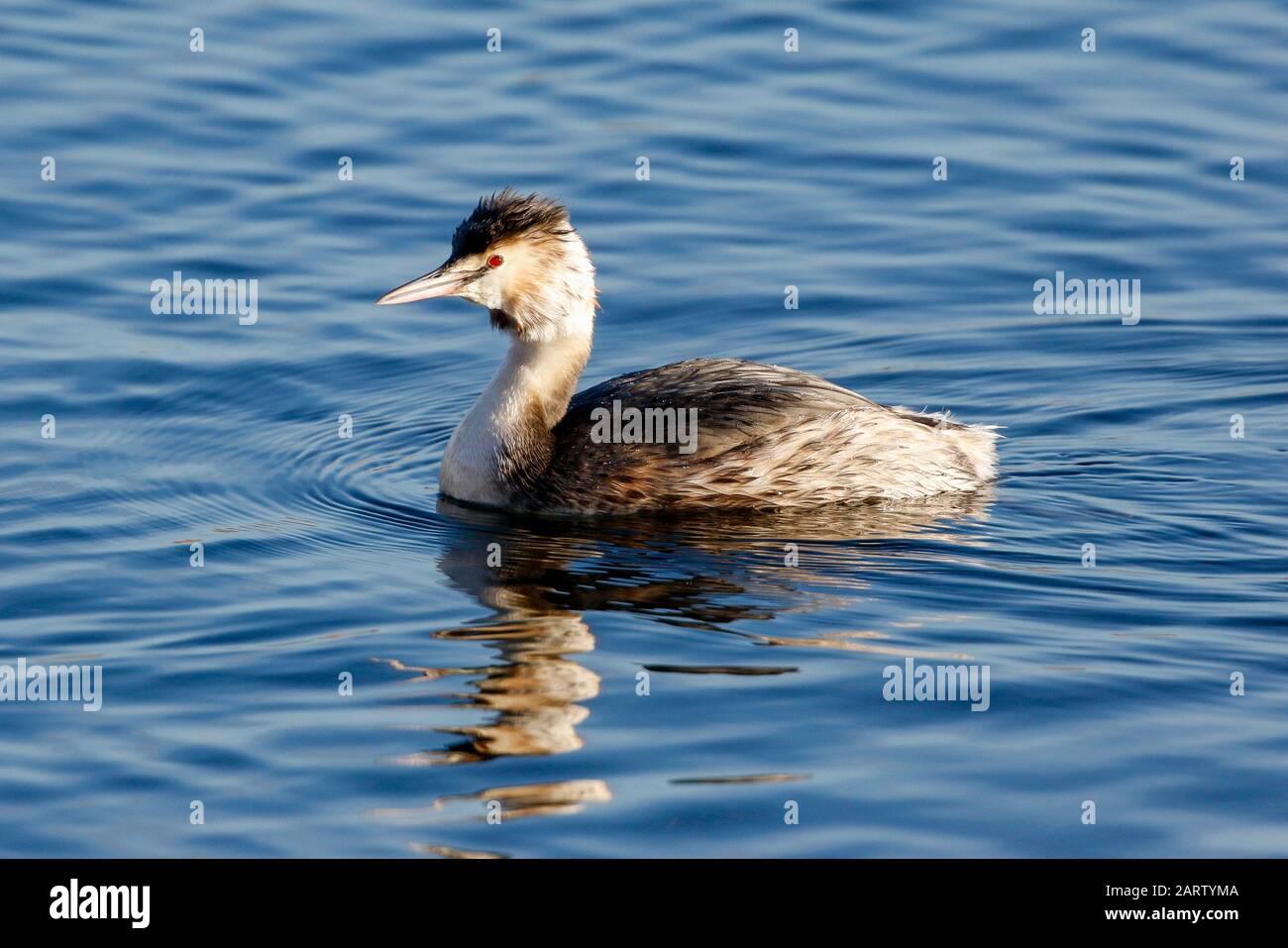 Great Crested Grebe Podiceps CriStatus) Stockfoto