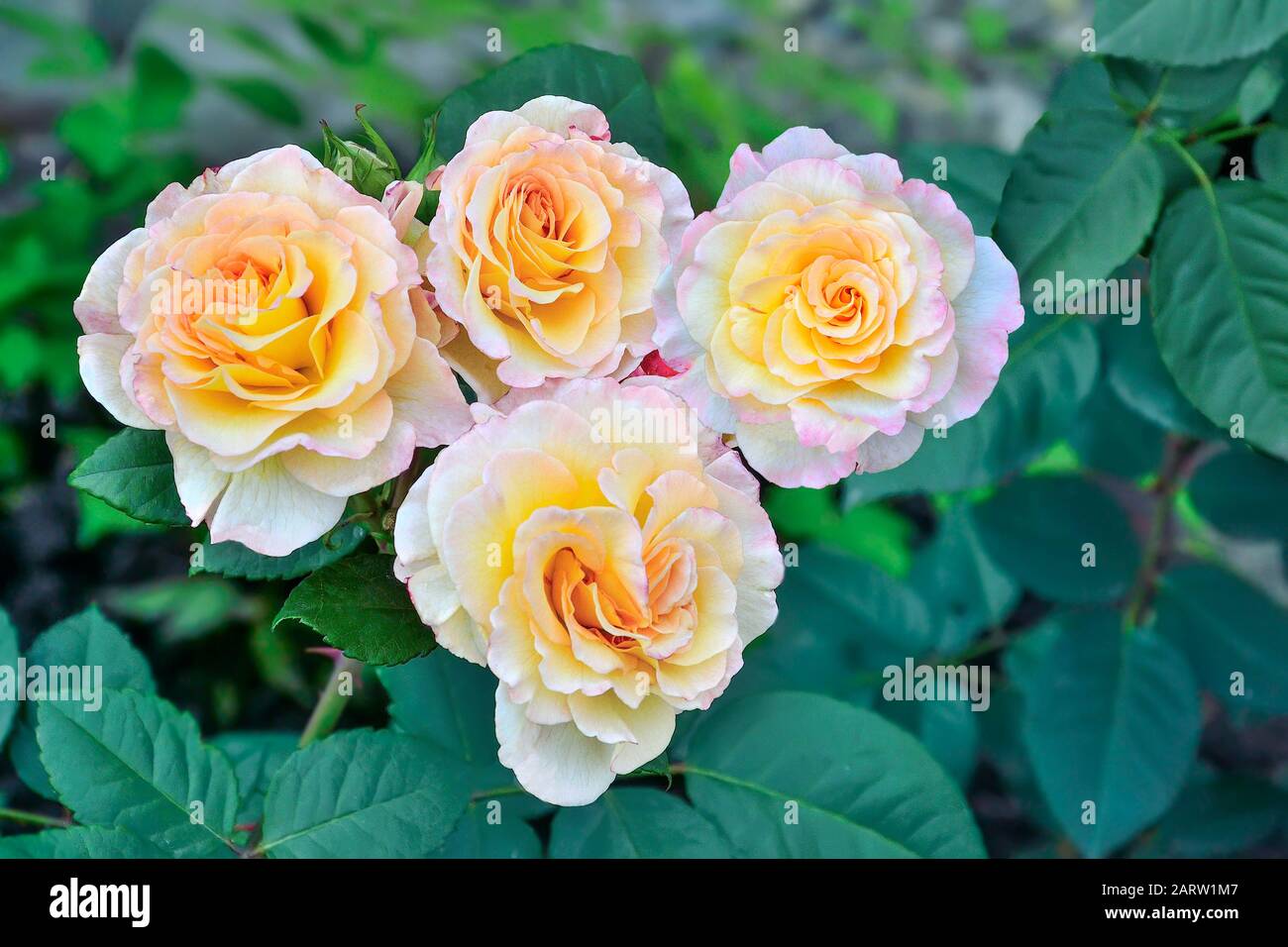 Rosafarbene Rosenblüten blühen im Garten dicht auf. Schöne zarte Blumen mit Knospen auf unscharfen grünen Blättern Hintergrund. Gartenarbeit, Florisch Stockfoto