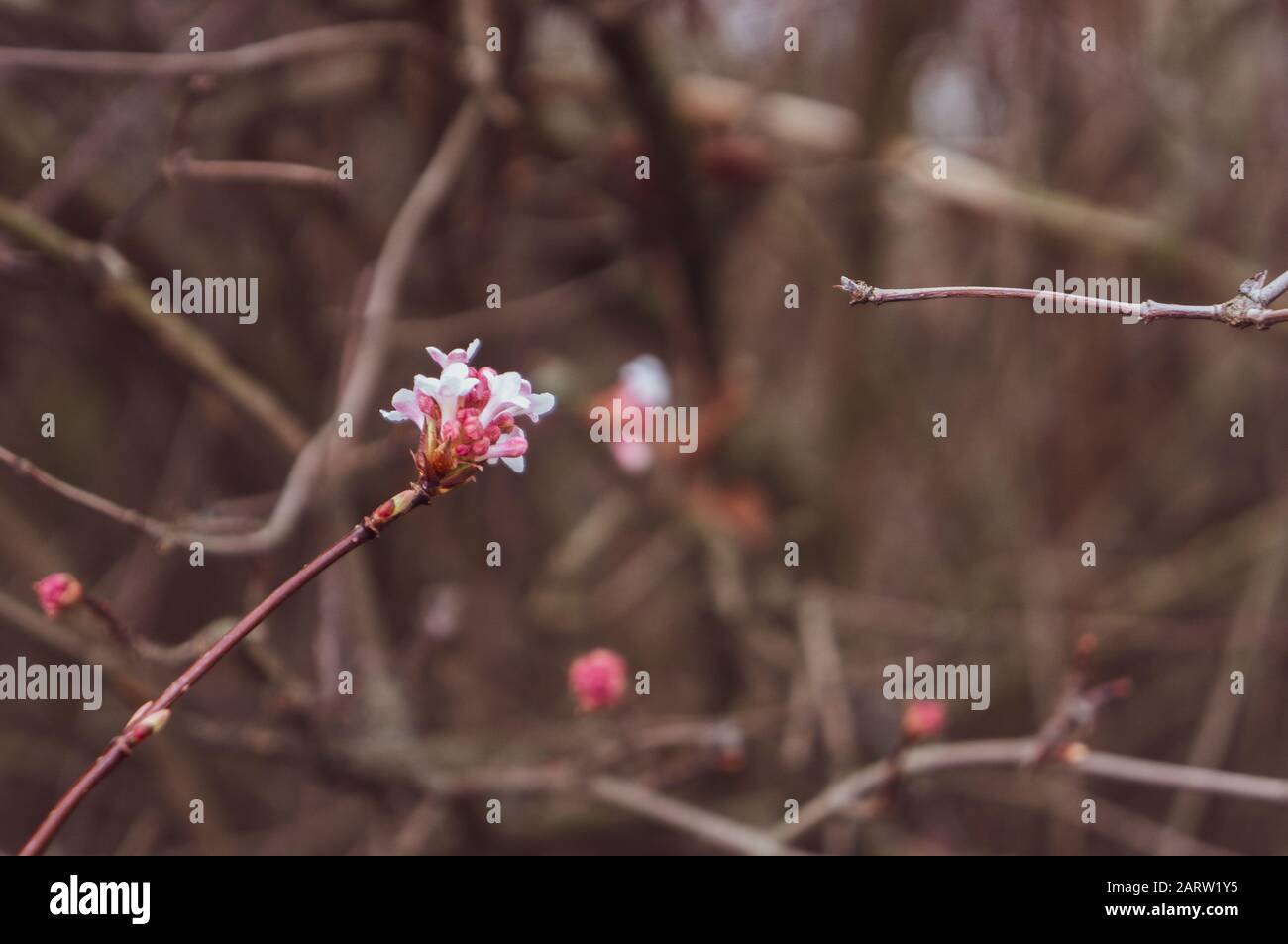 Warmrosa gefärbtes Foto von weißen und dunkelrosa Haufen von Frühlingsblumen an Ästen. Romantisches Konzept mit zwei Zweigen in der Mitte Stockfoto