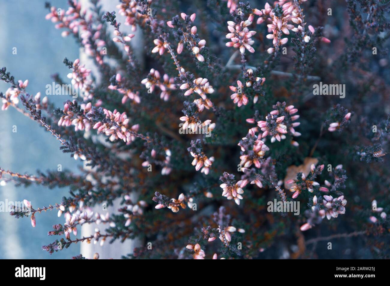 Coold tönte Nahaufnahme von kleinen rosafarbenen Blumenknospen, die ungleichmäßig auf dunklen stacheligen Ästen zum Licht wachsen. Von oben bei Tageslicht von der linken Seite aus aufgenommen Stockfoto