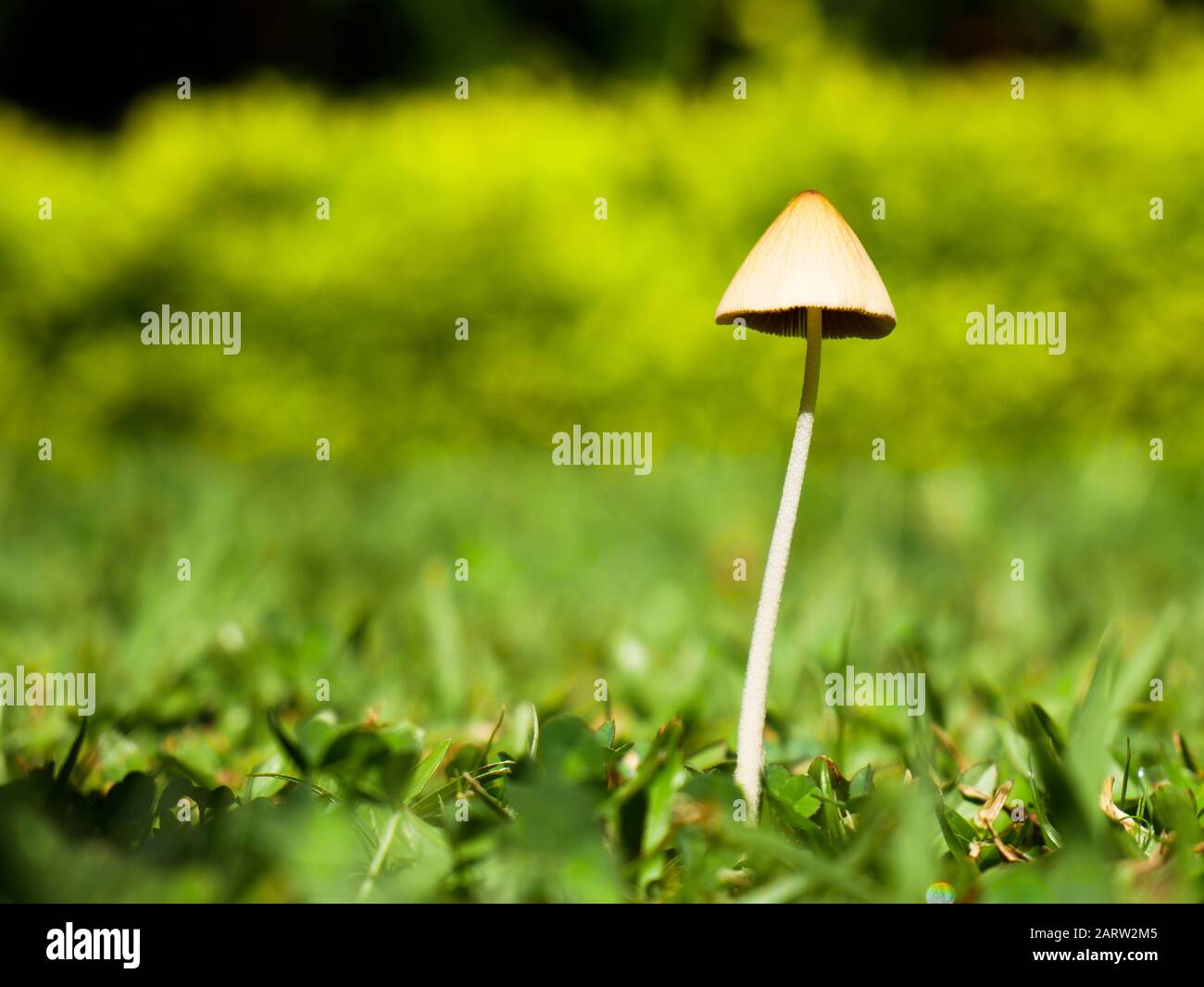 Einsamer Pilz auf einem Hinterhofgarten in Envigado Kolumbien kein Körperkopierraum horizontale Ausrichtung Stockfoto