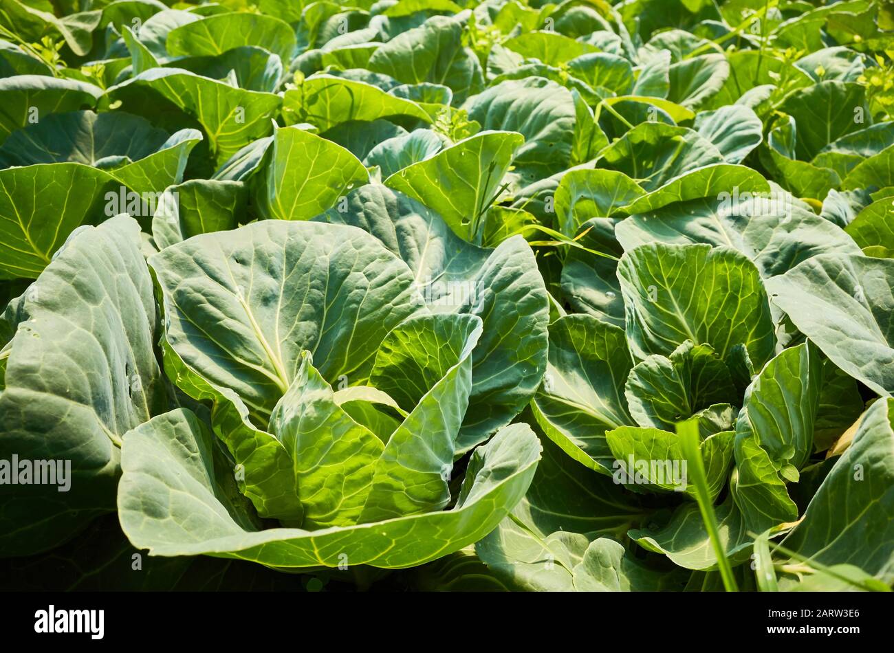 Bio-Kohlfeld, selektiver Fokus. Stockfoto