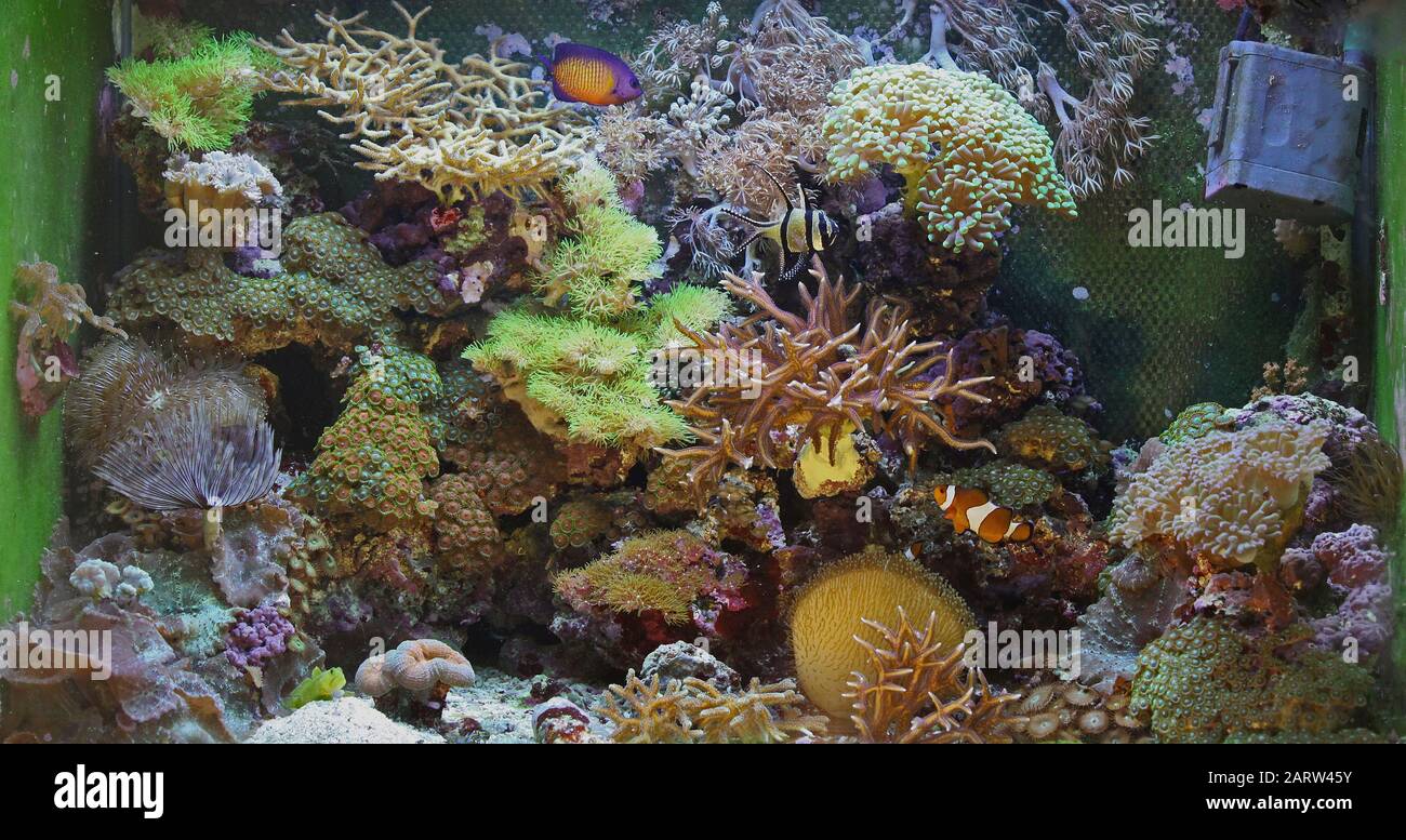 Tropical Reef Aquarium mit verschiedenen Fischen und mehreren Korallen Stockfoto
