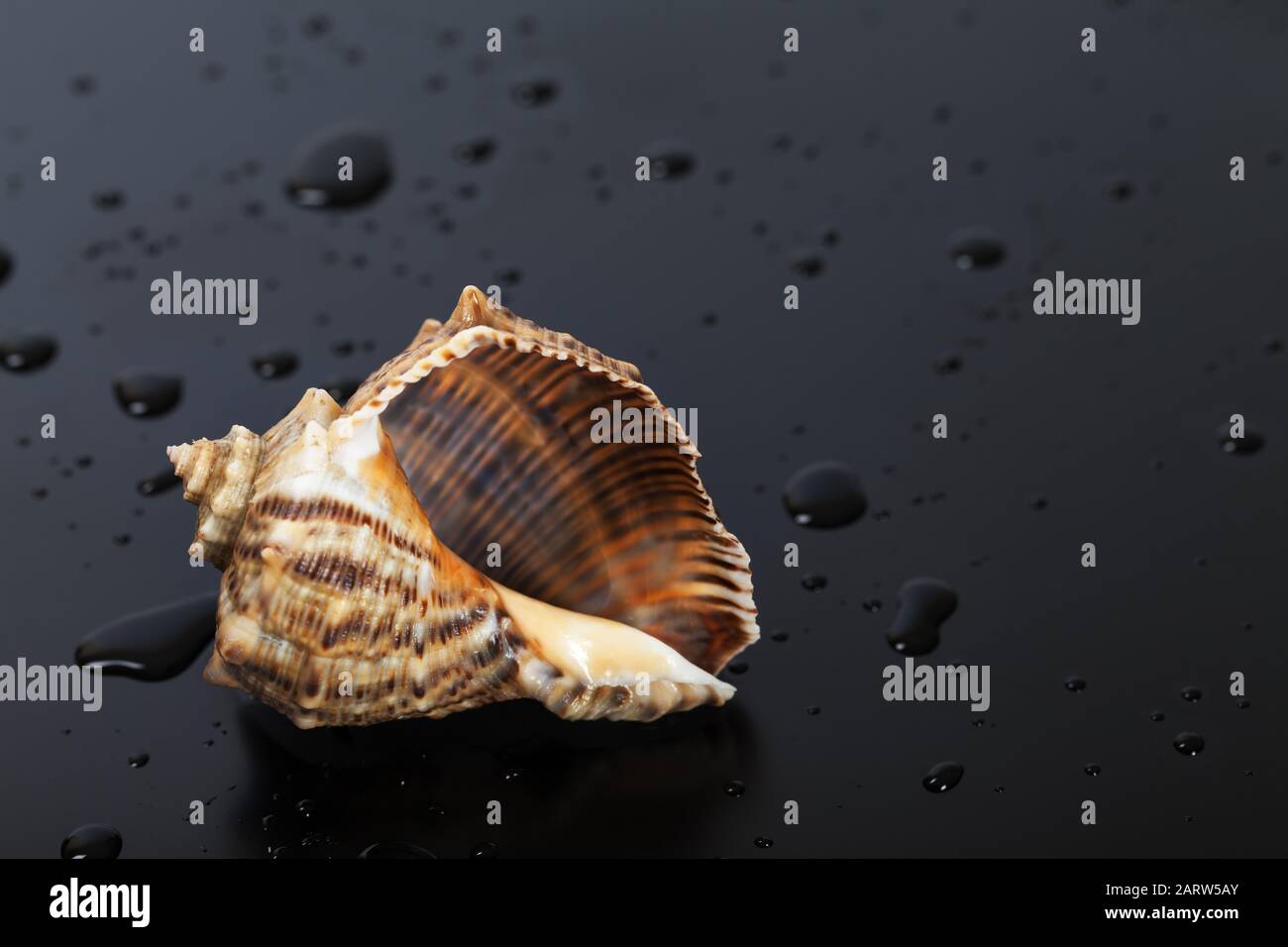Nasse leere Hülle von rapana venosa auf schwarzem Hintergrund mit Wassertropfen Stockfoto