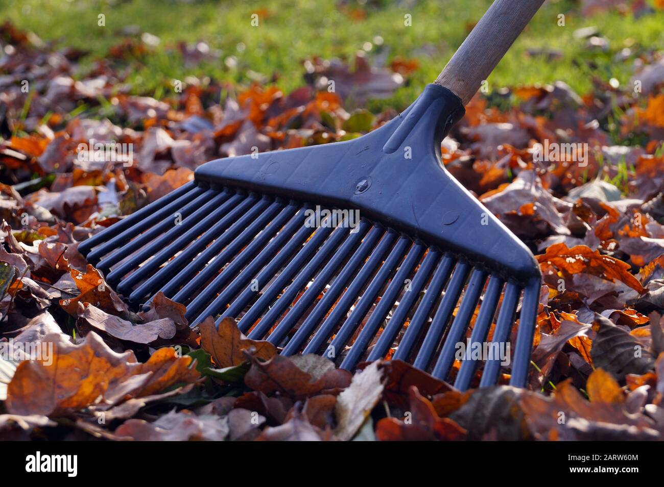 Obligatorische Aktivitäten im Garten. Symbol für Herbstgärtnerei: Rakes und Blätter. Stockfoto