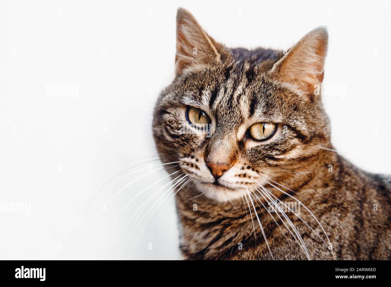 Fokussierter Look Katze auf weißem Hintergrund, gestreifte Farbe, leuchtend gelbe Augen und langen Schnurrbart Stockfoto