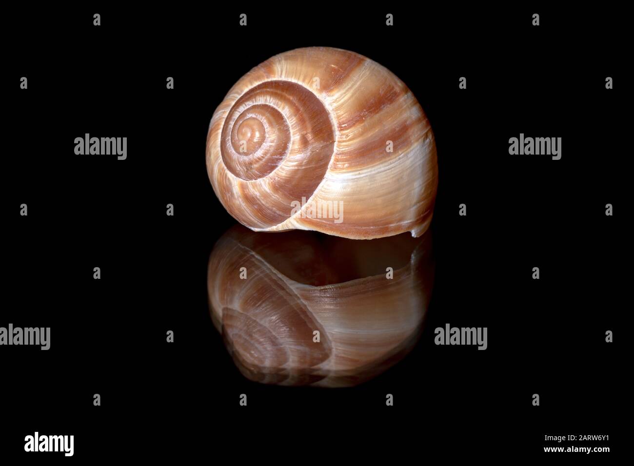 Nahaufnahme der dekorativen Schneckenschalen-Spirale mit Reflexion vor schwarzem Hintergrund - Brevard, North Carolina Stockfoto