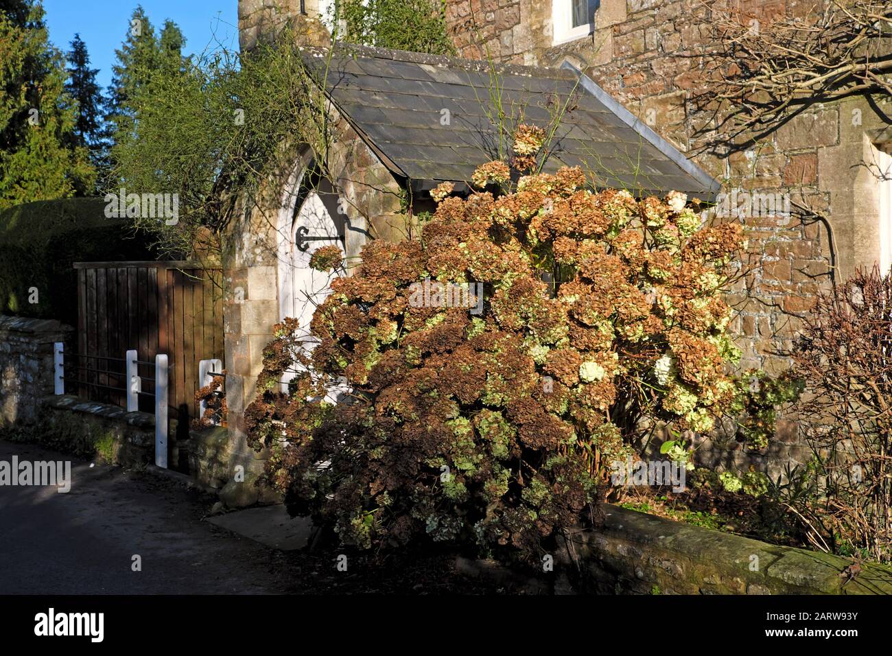 Hydrangea-Strauch mit braunen Kronblättern vor dem Eingang des Hauses vor der Haustür im Winter Januar St Briavels Gloucestershire England UK KATHY DEWITT Stockfoto