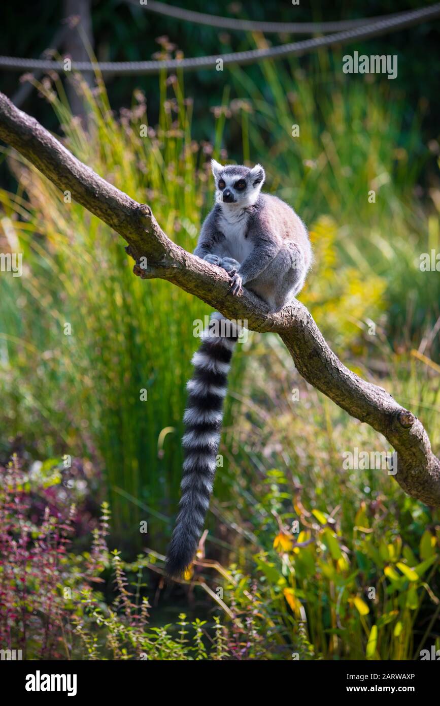 Ringschweinlemur in einem Baum Stockfoto