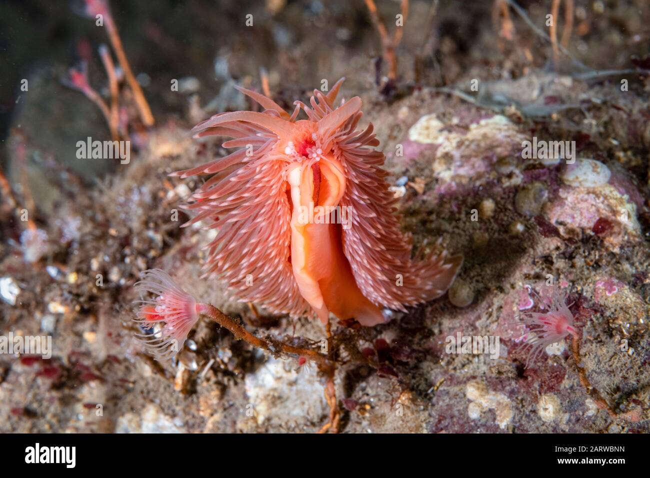 Flabellina aeolis, Flabellina sp., Peirce Island, New Hampshire, USA, Atlantik. Zufuhr auf einem Hydroid. Es handelt sich um eine unbeschriebene Art. Aka Red-gil Stockfoto