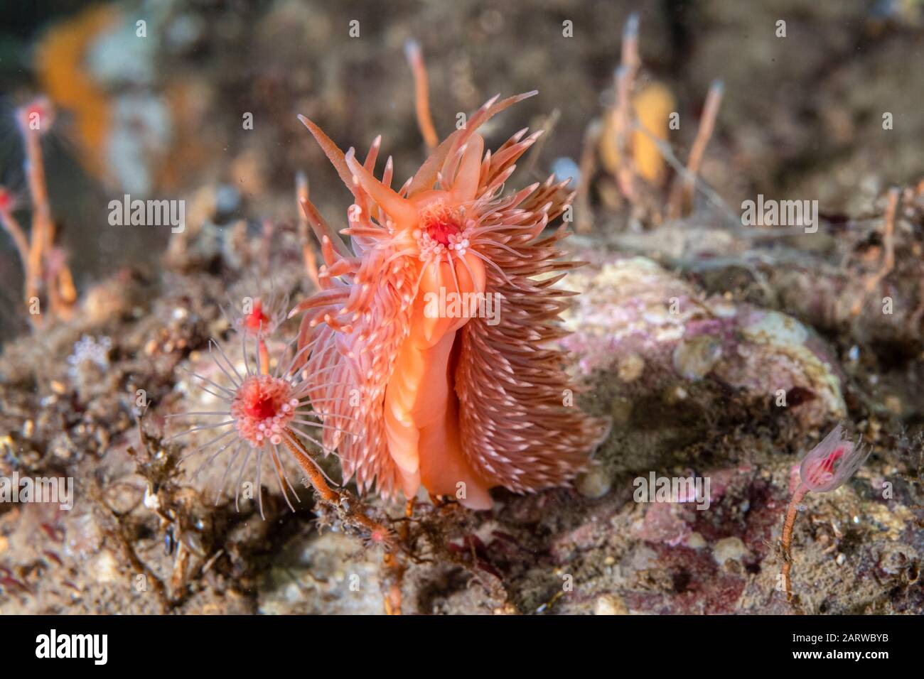 Flabellina aeolis, Flabellina sp., Peirce Island, New Hampshire, USA, Atlantik. Zufuhr auf einem Hydroid. Es handelt sich um eine unbeschriebene Art. Aka Red-gil Stockfoto