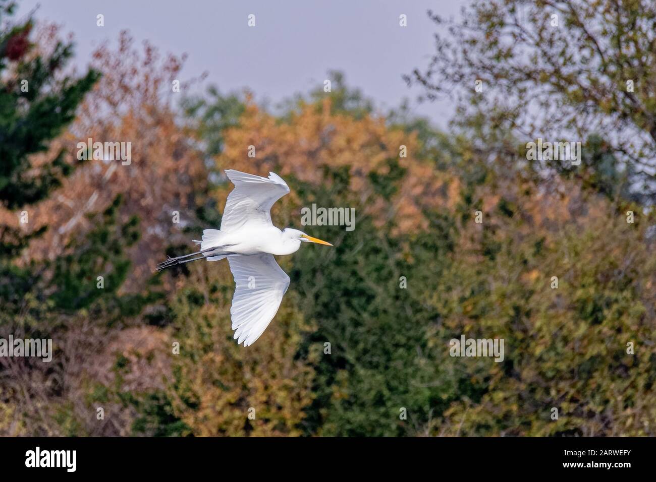 American White Pelican (Pelecanus erythrorhynchos), der im Sepulveda Wildlife Sanctuary CA USA fliegt Stockfoto