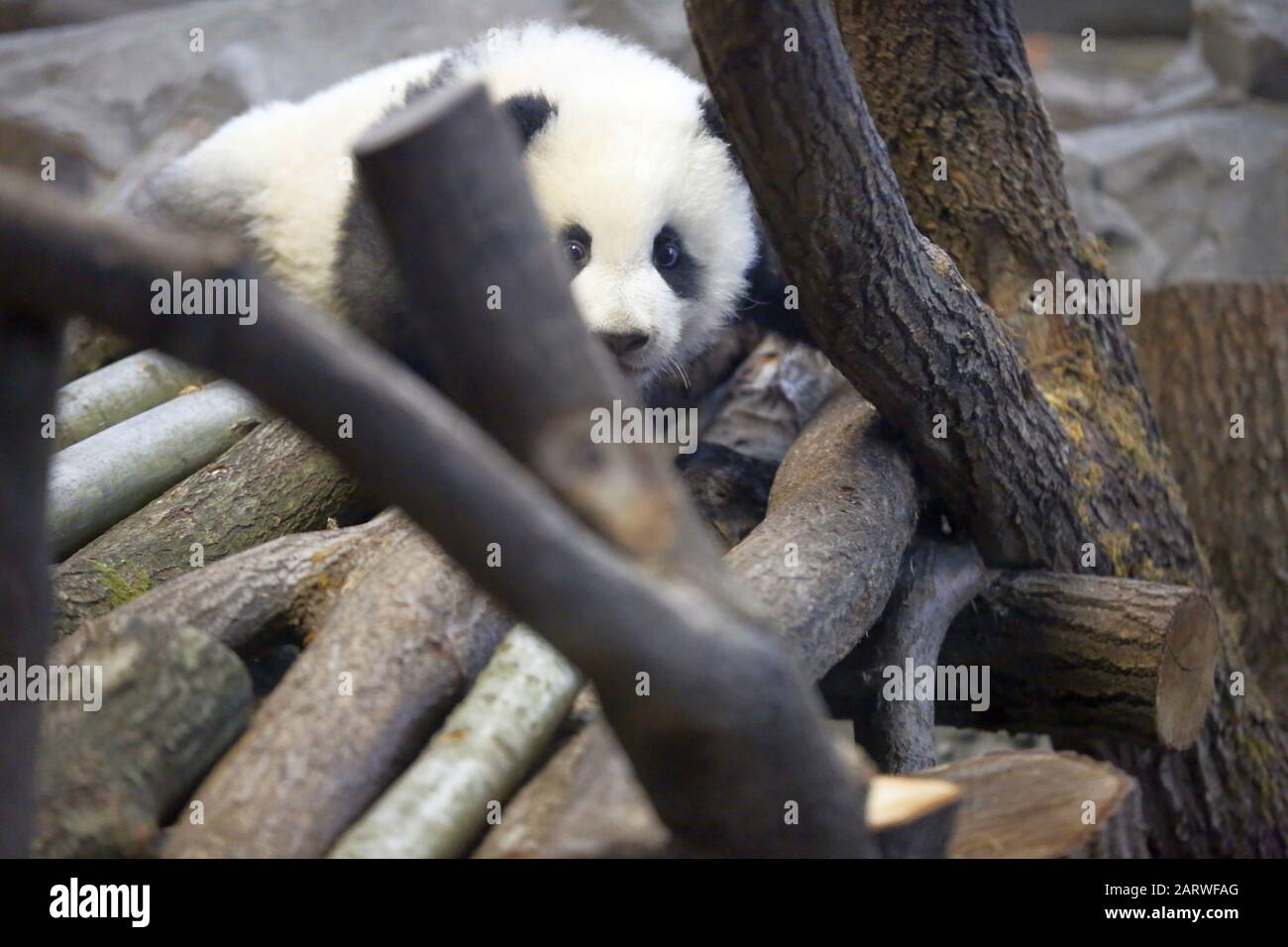 Berlin: Das Foto zeigt die Panda-Zwillinge hinter einer Glasscheibe auf ihrem ersten Ausflug im Außenbereich im Panda-Garten im Zoologischen Garten in Berlin. (Foto von Simone Kuhlmey/Pacific Press) Stockfoto