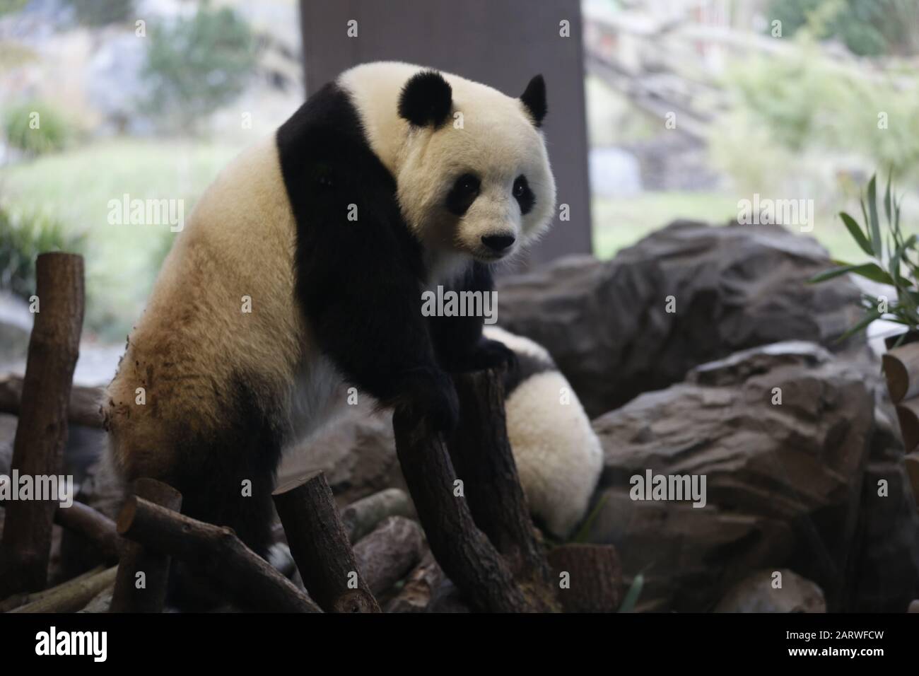 Berlin: Das Foto zeigt die Panda-Zwillinge hinter einer Glasscheibe auf ihrem ersten Ausflug im Außenbereich im Panda-Garten im Zoologischen Garten in Berlin. (Foto von Simone Kuhlmey/Pacific Press) Stockfoto