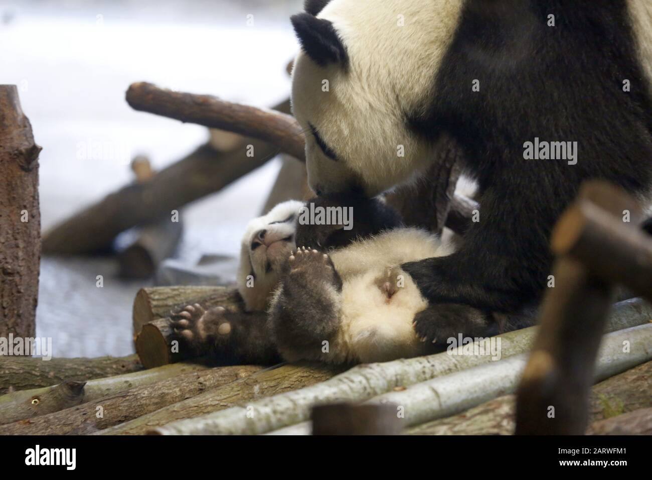 Berlin: Das Foto zeigt die Panda-Zwillinge und Panda-Mutter Meng Meng hinter einer Glasscheibe auf ihrem ersten Ausflug im Außenbereich im Panda-Garten im Zoologischen Garten in Berlin. (Foto von Simone Kuhlmey/Pacific Press) Stockfoto