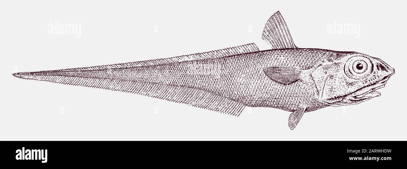 Felsengrenadier oder Roundkopfrattenschwanz, coryphaenoides rupestris, ein in Seitenansicht stark gefährdeter Tiefseefisch Stock Vektor