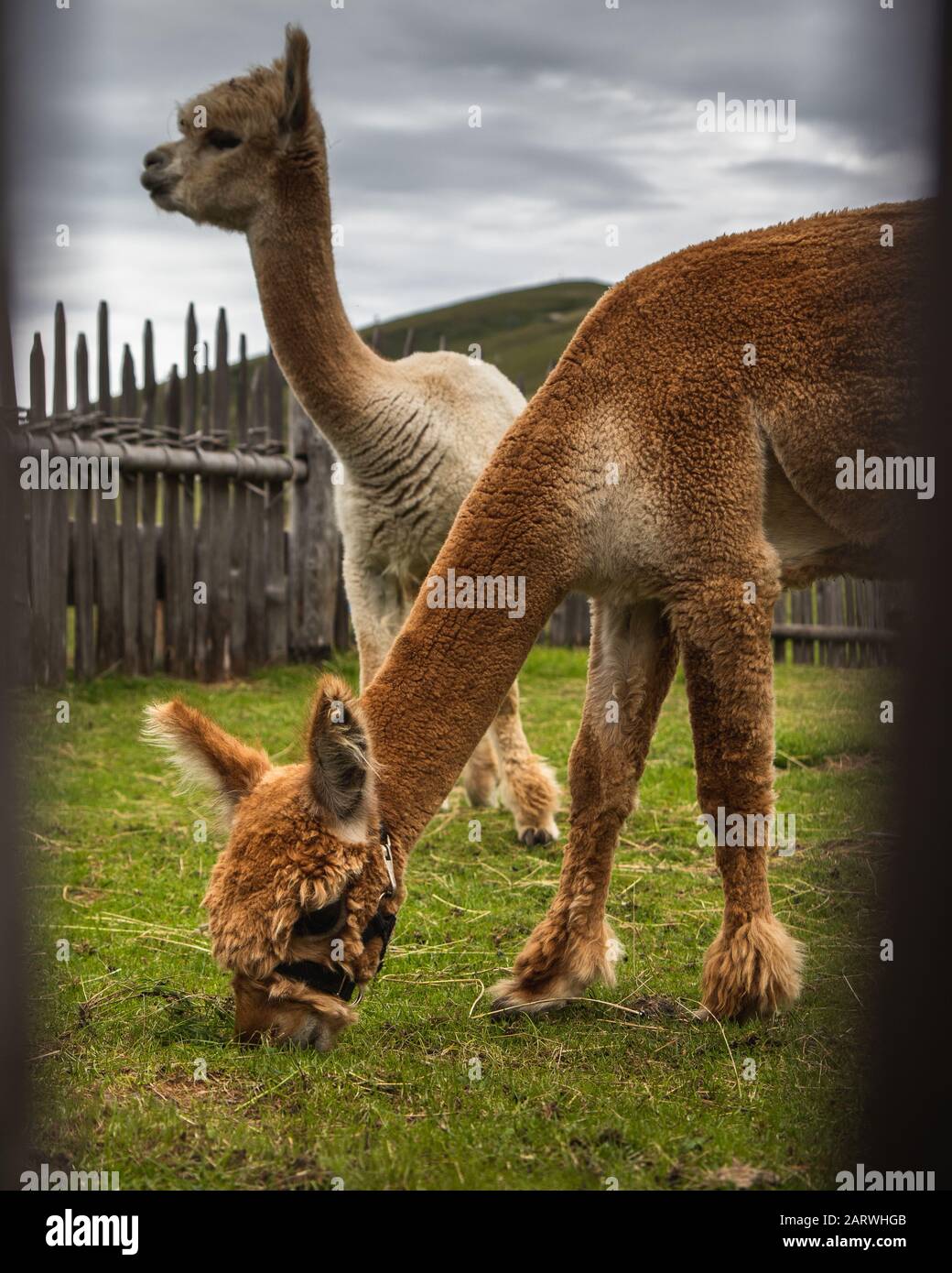 Wahlaufnahme von braunen und weißen Lamas, die Gras fressen Stockfoto