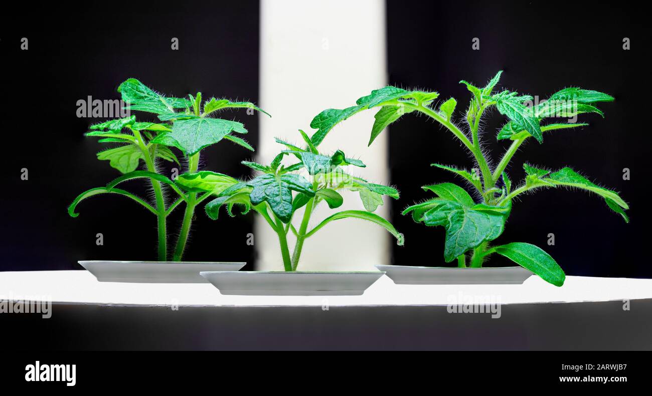 Horizontaler Nahschuss von drei jungen Tomatenpflanzen unter einer Glimmlampe. Schwarzer Hintergrund. Kopierbereich. Stockfoto