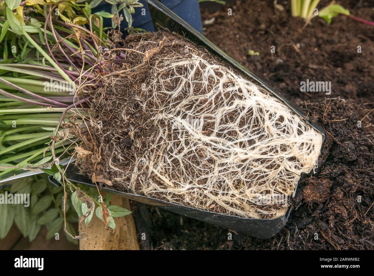 Eine mehrjährige Topfpflanze mit Wurzelwerk, die bereit ist, im Garten neu gepflanzt zu werden Stockfoto