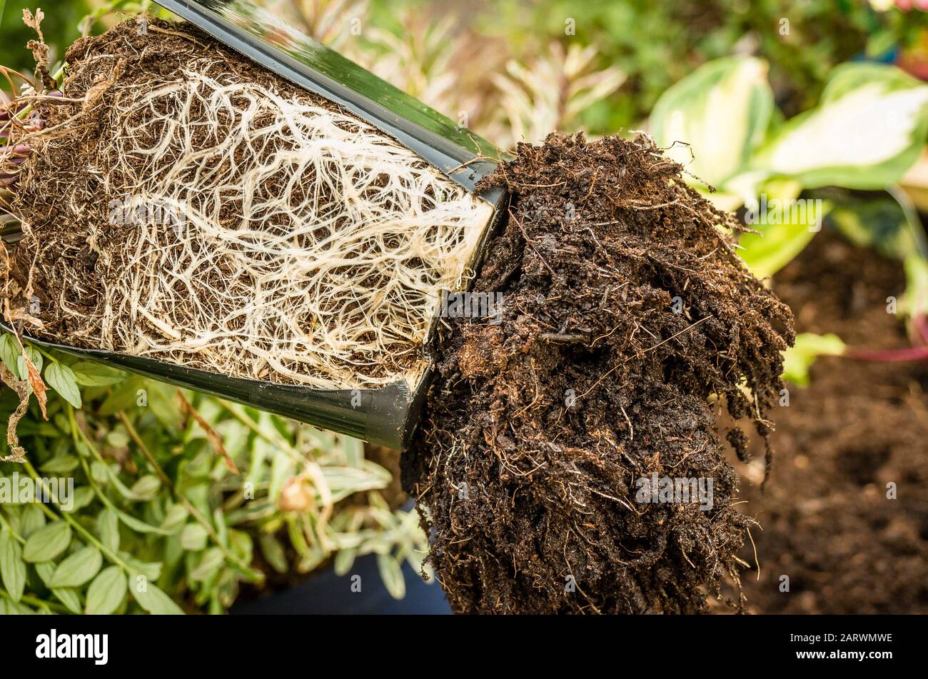 Eine mehrjährige Topfpflanze mit Wurzelwerk, die bereit ist, im Garten neu gepflanzt zu werden Stockfoto