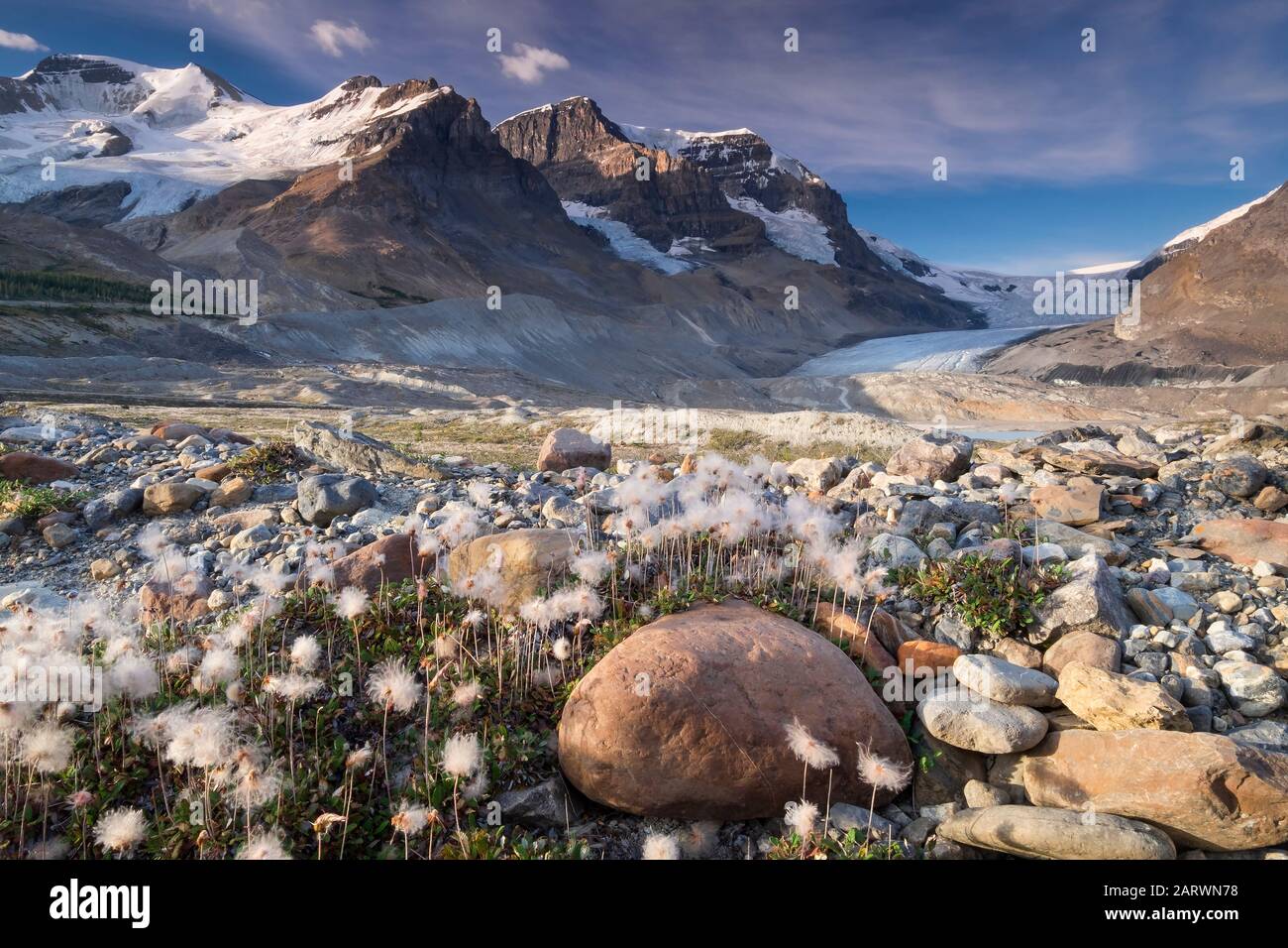 Baumwollgras und Moränen unterhalb des Athabasca-Gletschers, unterstützt durch Mount Athabasca & Mount Andromeda, Jasper National Park, Canadian Rockies, Kanada Stockfoto