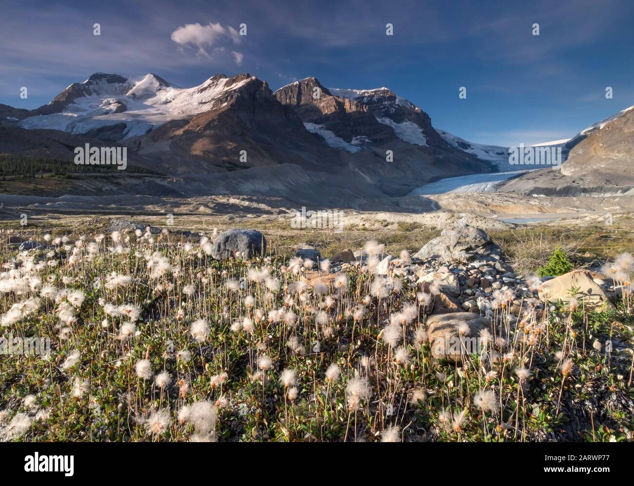 Baumwollgras und Moränen unterhalb des Athabasca-Gletschers, unterstützt durch Mount Athabasca & Mount Andromeda, Jasper National Park, Canadian Rockies, Kanada Stockfoto