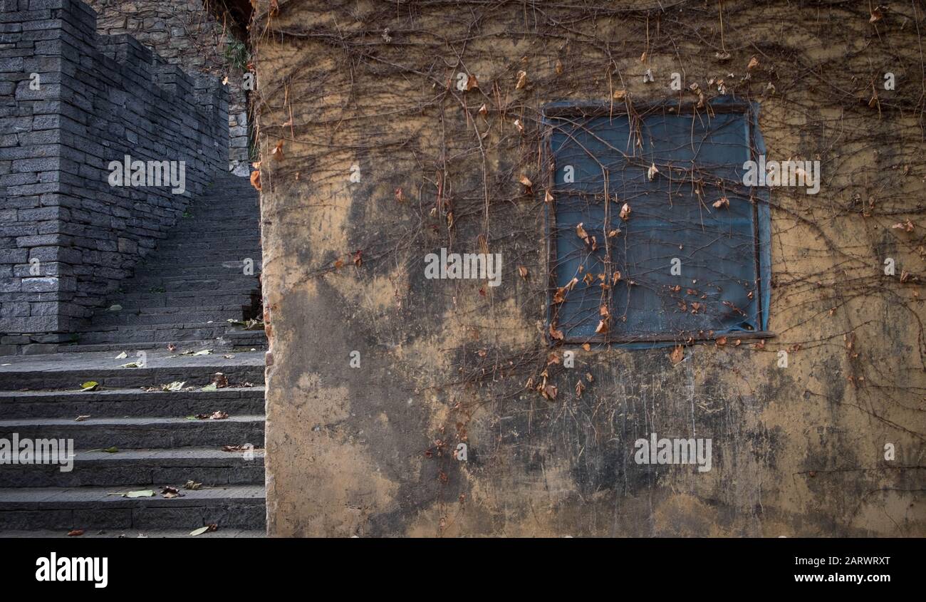 Baumwurzeln bedeckten weiße Wand, die alte Brichleiter. Alter beschädigter Gehweg als Hintergrund. Stockfoto