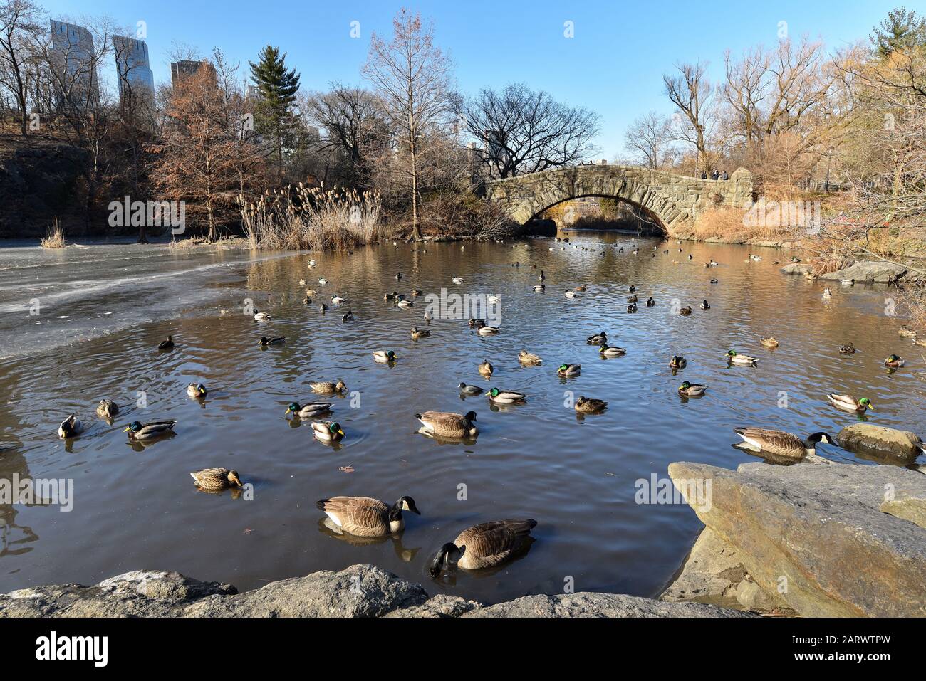 Friedliche Szene wilder Mallard-Enten und Barnakel-Gänse paddeln im Winter (januar) in einem Teich im Central Park, New York City, USA. Stockfoto