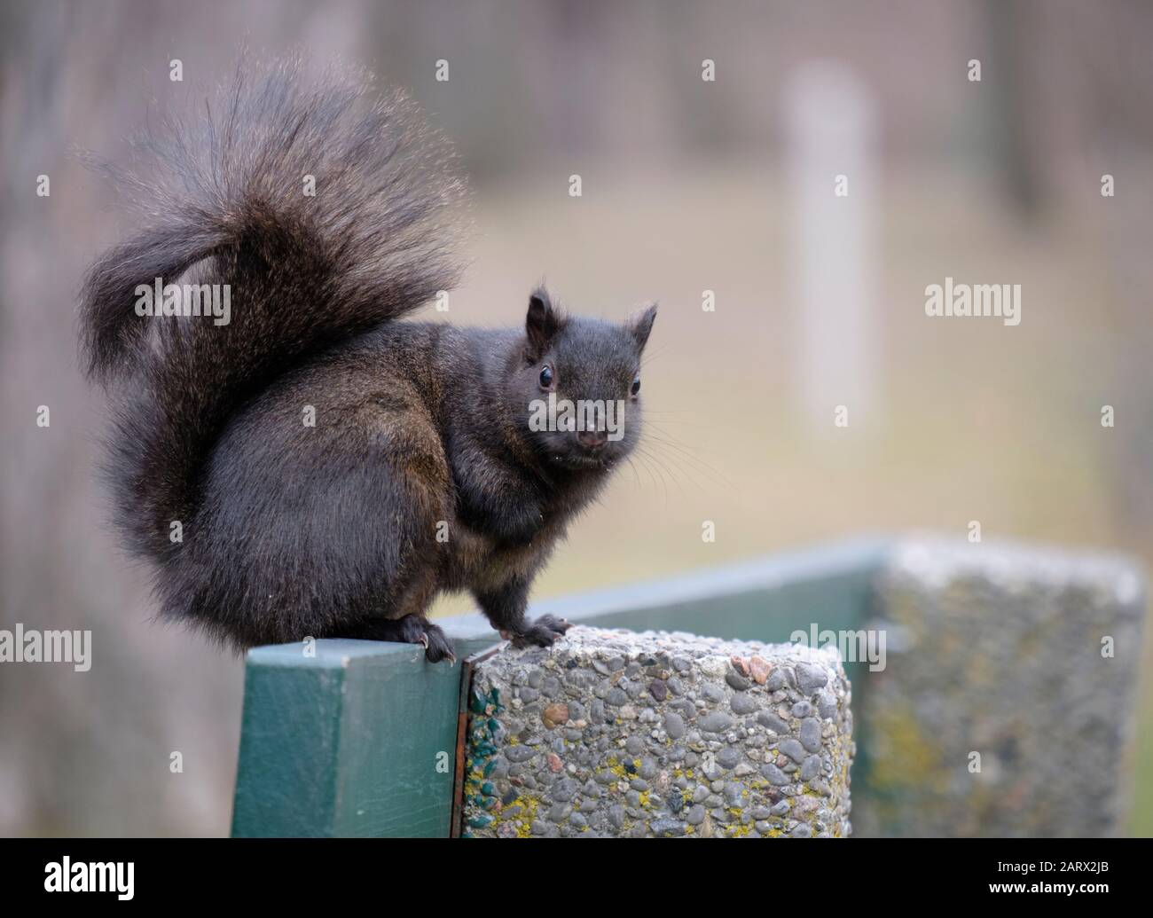 Schwarzes Eichhörnchen, das auf der Bank steht und die Kamera betrachtet Stockfoto