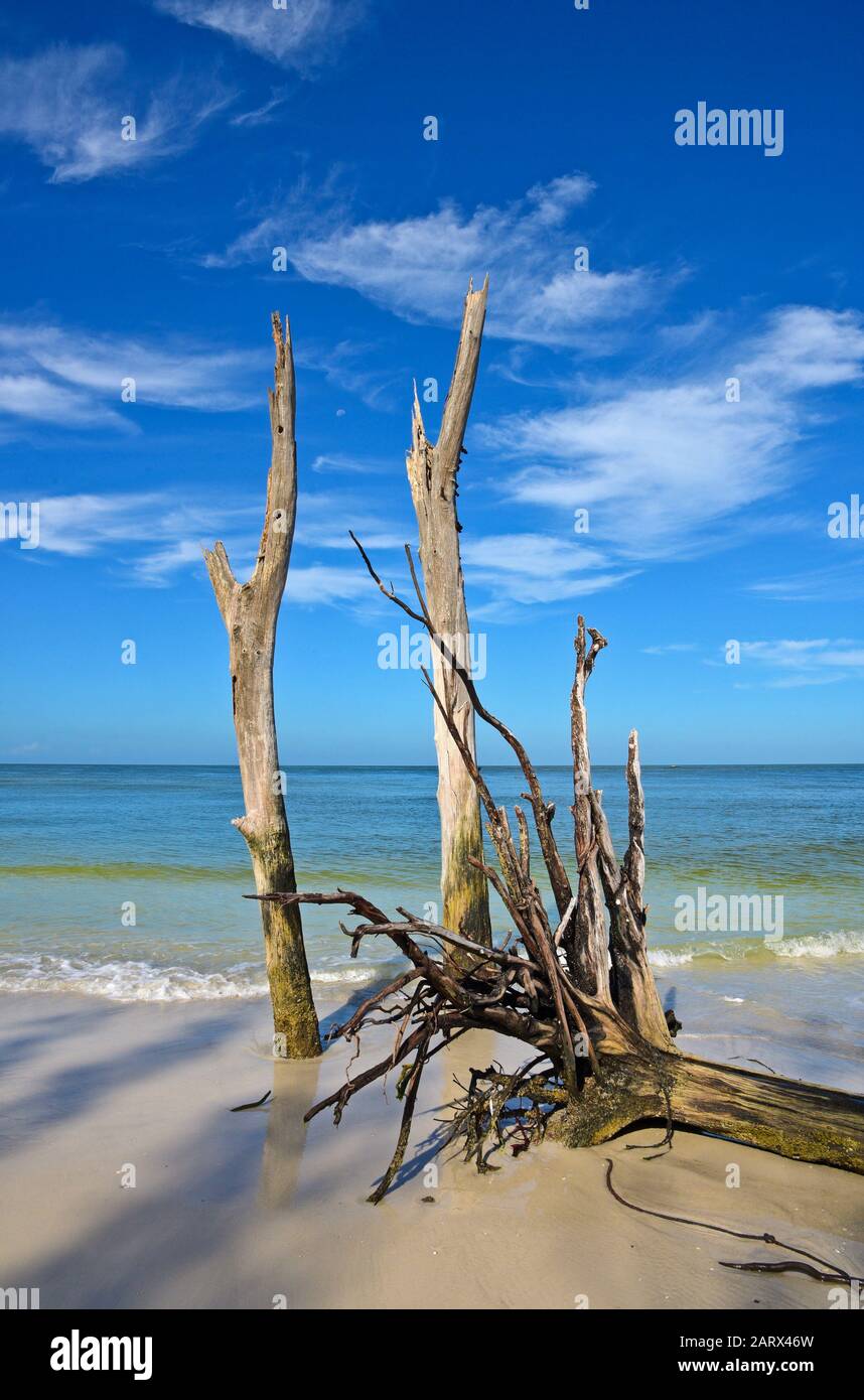 Schöne verwitterten Treibholz am Strand von Bier kann Insel Longboat Key, Florida Stockfoto