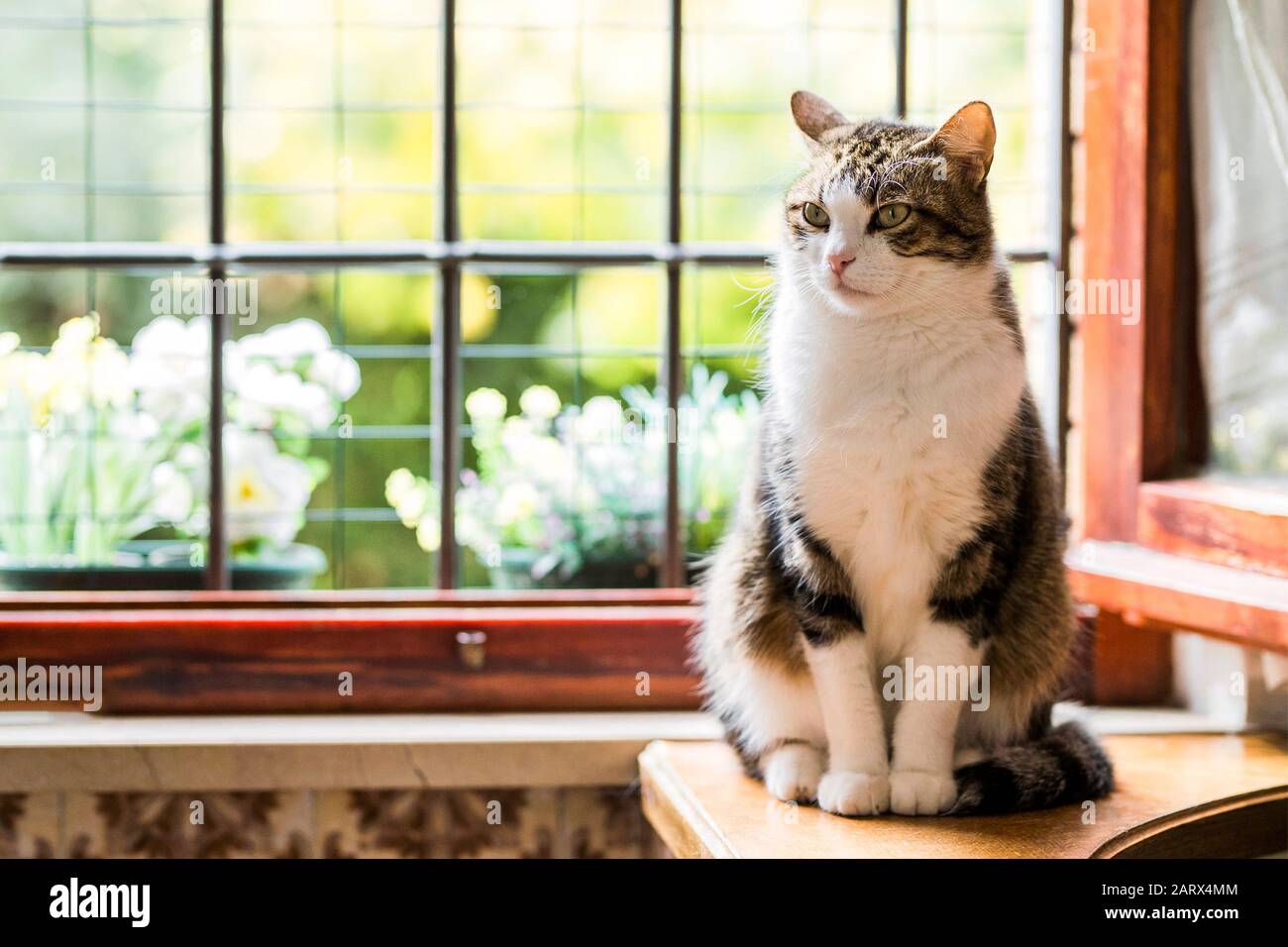 Perugia, Umbrien, Italien. Eine schöne Katze entspannt vor dem Fenster mit dem geblümten Garten und den Blumen dahinter, von der Sonne beleuchtet. Stockfoto